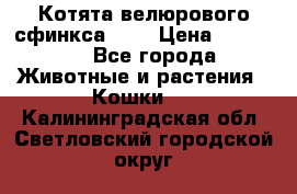 Котята велюрового сфинкса. .. › Цена ­ 15 000 - Все города Животные и растения » Кошки   . Калининградская обл.,Светловский городской округ 